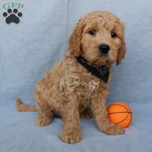 Cosmo-Medium, Goldendoodle Puppy